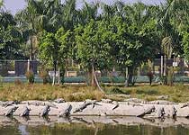 珠海鳄鱼岛
